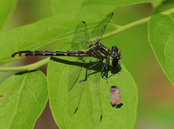 Hylogomphus parvidens, female